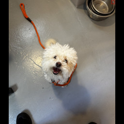 Image for Found Dog - PetSmart on Jonestown Rd