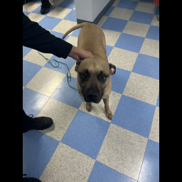 Image for Found Dog