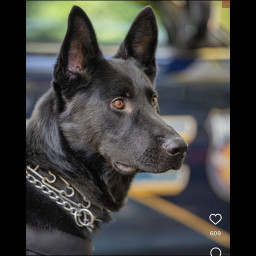 Image for K9 Ares Falls Ill Months Before Retirement