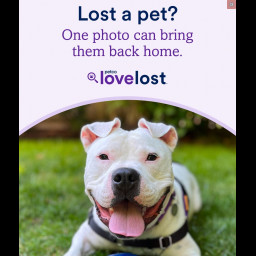 Image for Petco Love Lost: Help Reunite Missing Pets!