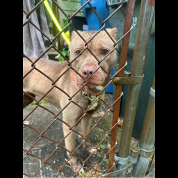 Image for FOUND DOG