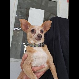 Image for Found Dog - 7/8/2026