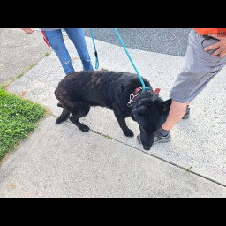 Image for Found Dog - 7/1/2026
