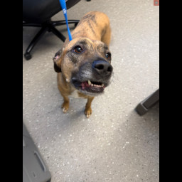 Image for FOUND DOG **UPDATE**