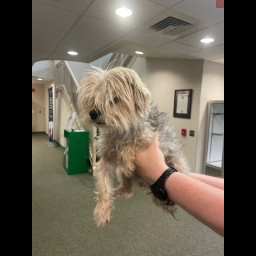 Image for FOUND DOG- REUNITED!