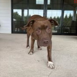 Image for FOUND Pit Bull