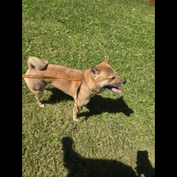 Image for SP-2026-1947 Found dog.