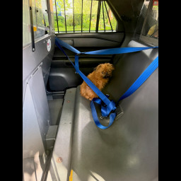Image for Found dog