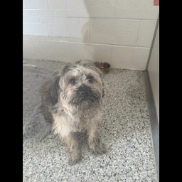 Image for Found Dog - Middle Creek Trail, Clay Twp.