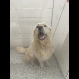 Image for Found Dog - Middle Creek Wildlife Preserve in Clay Twp.