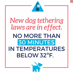 dog_tethering_cold_weather.png