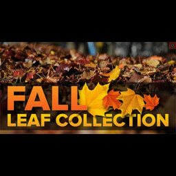leaf_collection.jpg