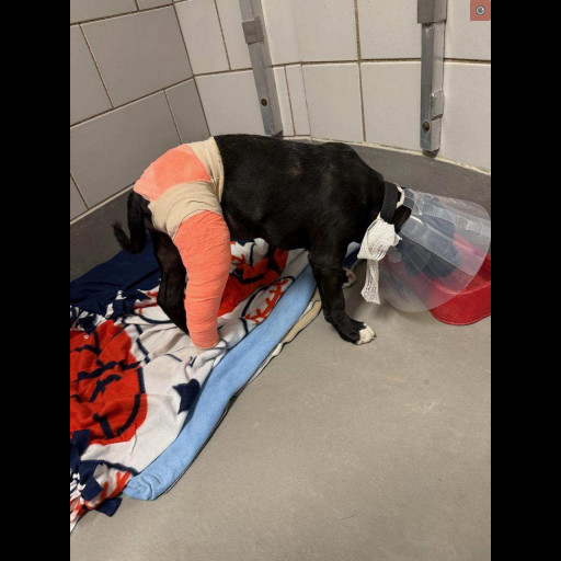 Avelea is a black lab mix puppy. She has a bright orange cast on her back right leg and a cone on her head.