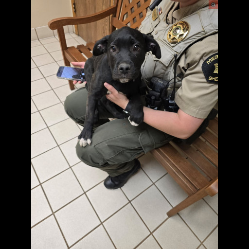 Avelea is a black lab mix puppy. She is sitting on Deputy N Nequette's lap in the vet's office.
