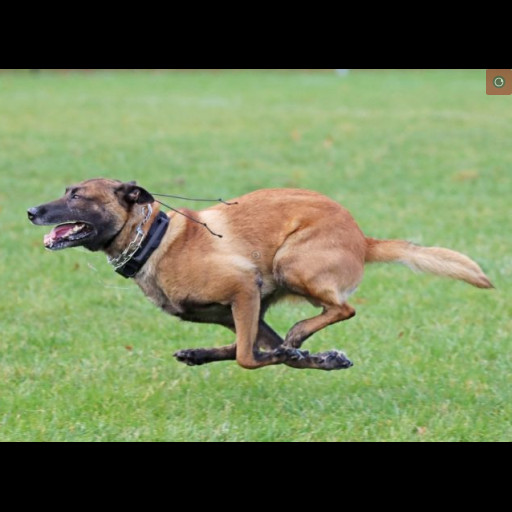 bowie_running.png