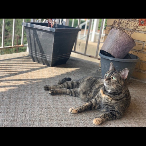 missing_cat.jpg