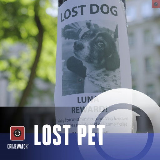 a-lost-pet.jpg