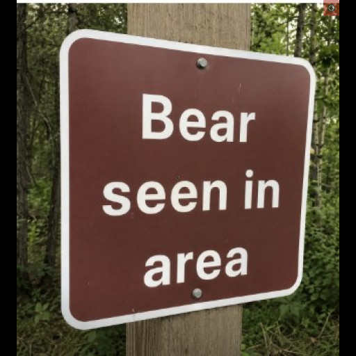 bear.jpg
