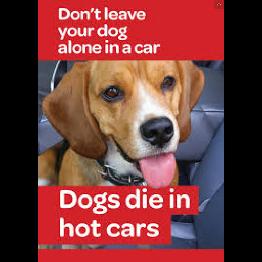 View Larger Image dogs_in_car_2.jpg