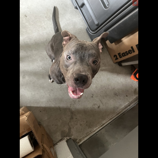Pitbull 2.jfif_.txt