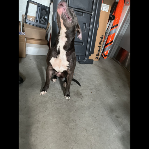 pitbull 1.jfif_.txt